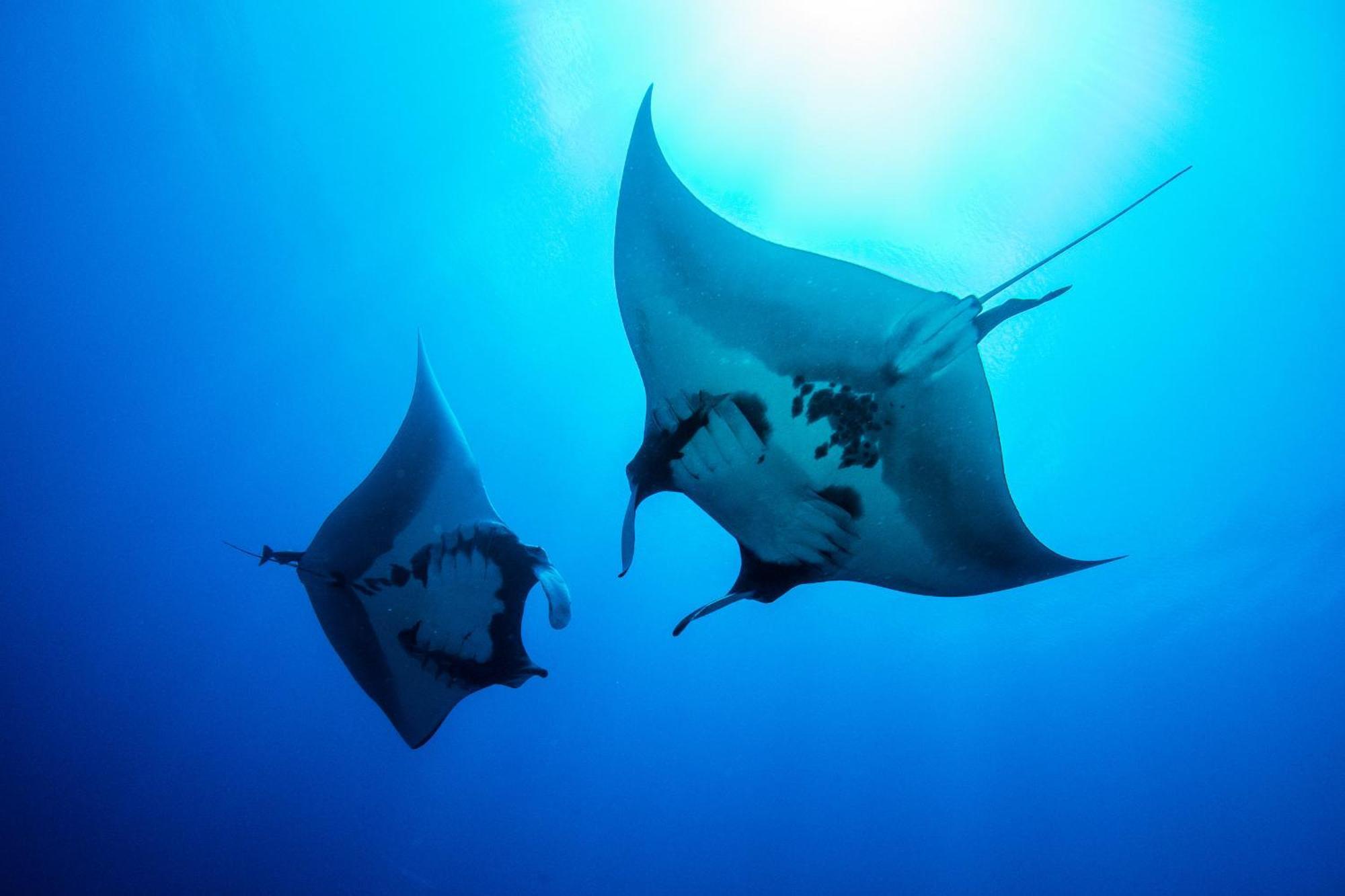 Island Scuba Inn Dhangethi Exterior photo